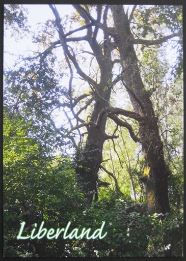 Hugging trees in the heart of Liberland